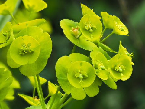 Closeup of the unusual little green flowers on a Euphorbia plant in spring
