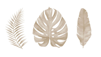 Dried palm leaves. Monstera leaf. Pale exotic foliage set. Botanical art. Watercolour illustration isolated on white background.
