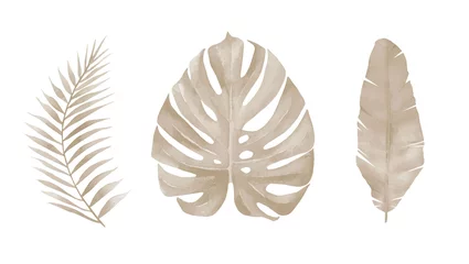 Getrocknete Palmblätter. Monstera-Blatt. Blasses exotisches Blattwerk. Botanische Kunst. Aquarellillustration lokalisiert auf weißem Hintergrund. © Anna