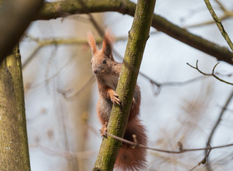 squirrel on a tree
