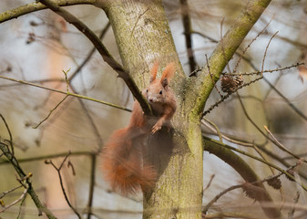 squirrel on tree