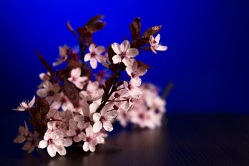 cherry blossom in a vase - obrazy, fototapety, plakaty