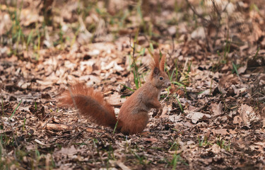 squirrel in the park