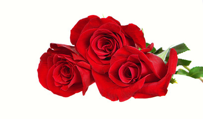 Three red roses on the white
