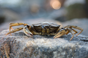 Crab sitting on a wet rock