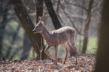 deer in the forest