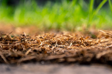 Grass