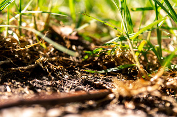 Grass and soil