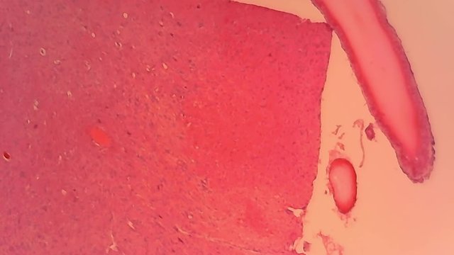Microscope Cerebrum Mammal Section x1000