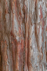Natural yew tree bark abstract background. taxus baccata, close up on reddish real bark, natural texture. Yew tree, close-up of bark.