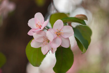 Branch of a blossoming apple tree in the spring.