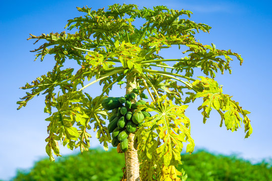 papaya tree on the farm blue sky and green fruits growing