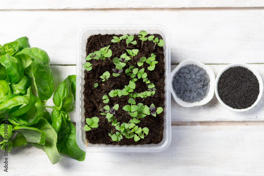 Wall mural Basil sprouts in pot, tukmaria seeds, green leaves on white wooden background