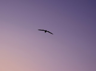 bird in flight