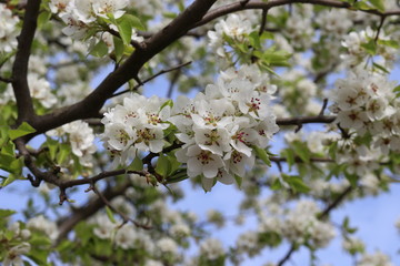 Snow-white flowers bloomed on pear tree in early spring. 