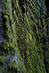 Adrspasske skaly, green moss