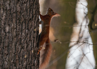 squirrel on a tree