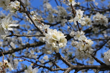 
Snow-white flowers bloomed on cherry plum in early spring