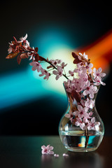 cherry blossom in a vase © Tomasz