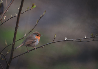 robin on branch