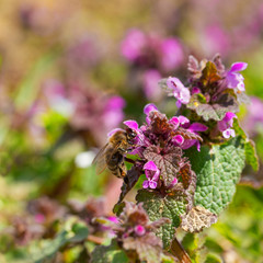 European honey bee (Apis mellifera) is the most common of the 7–12 species of honey bees worldwide. European honey bee on a purple flower Lamium purpureum. 