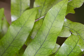 green leaf