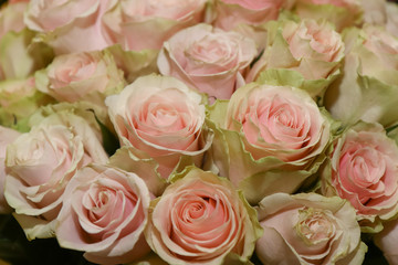 wedding bouquet with pink rose bush, as a background