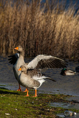 Goose at the elbe river