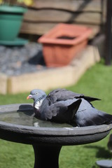 adult pigeon washing in a garden bird bath