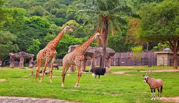A group of African wild animals living together in harmony at an open zoo in Thailand.