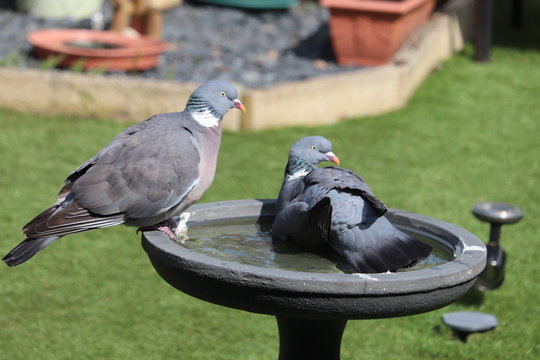 large pigeon bathing in a garden bird bath, sprading wing 