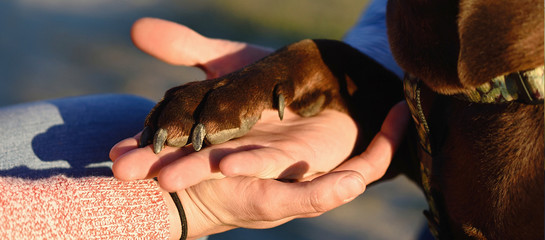 Dog paw and hands of man and woman together, united family concept, at sunset with natural light.