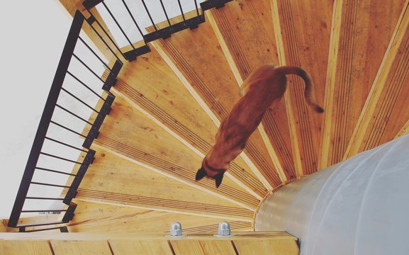 High Angle View Of Dog Walking Down Stairs