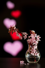 cherry blossom in a vase