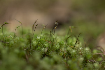 moss on the grass