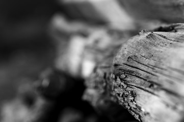 close up of a tree trunk