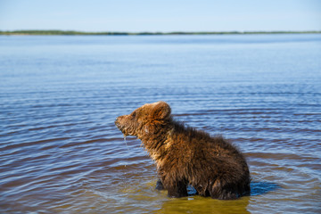 A teenage brown bear walks on the Bank of a Siberian river near the water
