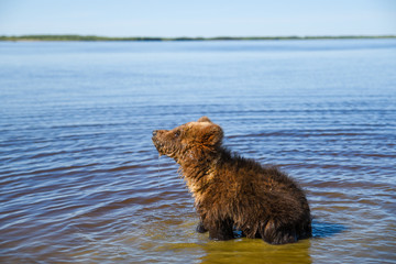 Obraz premium A teenage brown bear walks on the Bank of a Siberian river near the water 