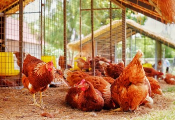 A group of chickens huddle together inside a barn,waiting to be fed. © Sirichai