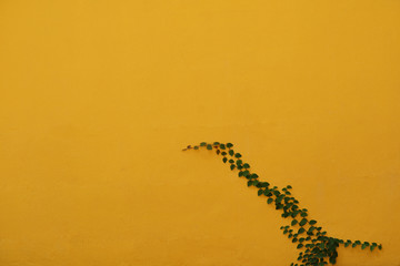 green leaves of Coatbuttons nature vine plant climb on the wall in the garden