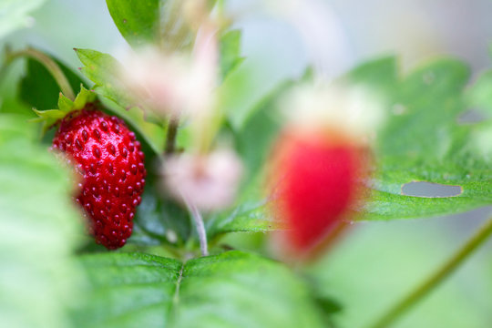 Wald-Erdbeere / Wild-Erdbeere