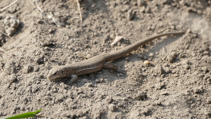 Lizard basking in warm soil. The reptile is small in size.