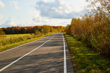 Road and landscape with yellow forest, tees, and blue sky with white clouds in an autumn day