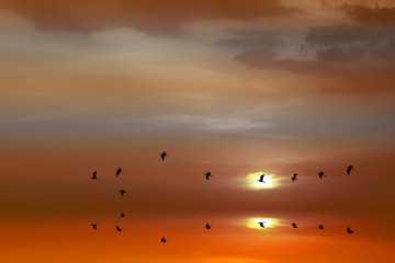 sunset reflection on sea and silhouette birds flying to home over water surface