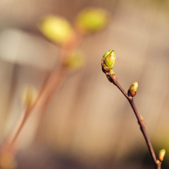 Kleiner Zweig einer Linde mit Knospen