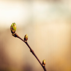 Kleiner Zweig einer Linde mit Knospen