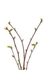 Zweige einer Linde mit Knospen, freigestellt