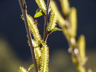 Detail of willow Salix sp. branches with blooming male catkins in spring with dark blue background