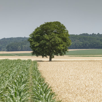 Lone tree in a field in the Loire Valley, France.
