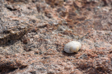 White conch on brown granite rock
